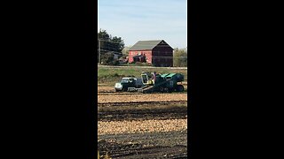 onion harvest