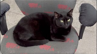 Adopting a Cat from a Shelter Vlog - Cute Precious Piper is a Very Professional Office Manager