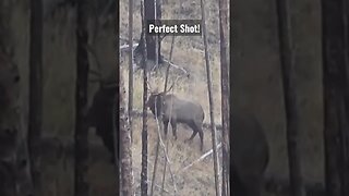 Smoked Him! #elk #elkhunting #hunting #shortsvideo #wyoming #success #shortsfeed #bull #wilderness