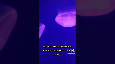 Jellyfish no brainer
