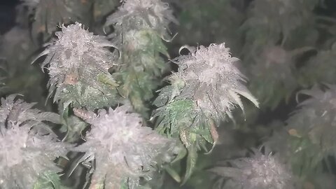 Harvesting My Cannabis Plant The Bigger Sour Scotti OG.