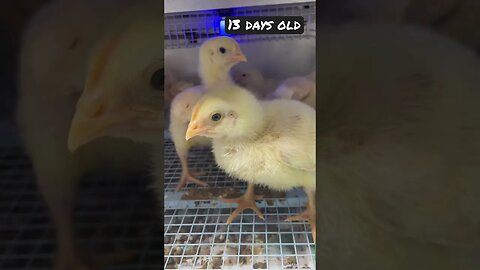 Baby Chicken Update-Day 13! #chicks #chicken #backyardchicken #chickencoop #homestead #shorts