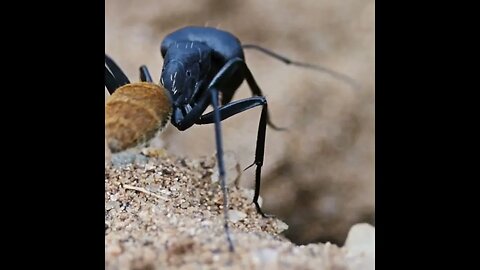 Watch the incredible dance of the Yellow-Haired Carpenter Ant