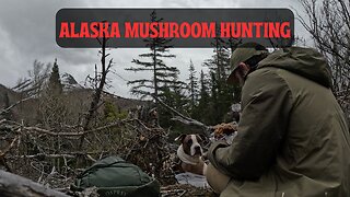 Alaska Sasquatch Mushroom Hunting With the Dog!