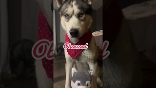 Obsessed with my husky ❤️ #cutedogs #husky #dogs #funnydogs #funnyhuskyvideo #valentines #pets