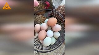 Chickens stopped laying eggs. Why?