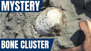 Mystery bone cluster in the clay - hopefully it's something like a skull [ancient seabed fossils]