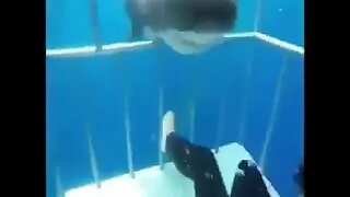 Shark attack on a diver's box