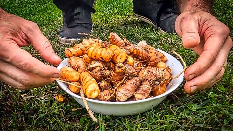 Turmeric and ginger harvest: Part 2 - front garden plants