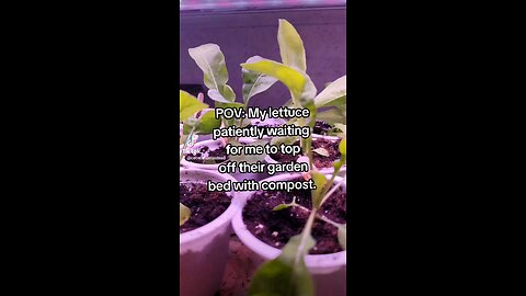 Lettuce Seedlings