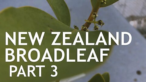 New Zealand Broad Leaf (Cutting vs Air Layer) Part 3