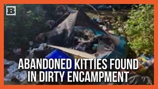 Washington State: Feral Kittens Found While Clearing 10 Tons of Waste from Homeless Camps