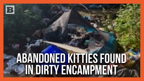 Washington State: Feral Kittens Found While Clearing 10 Tons of Waste from Homeless Camps