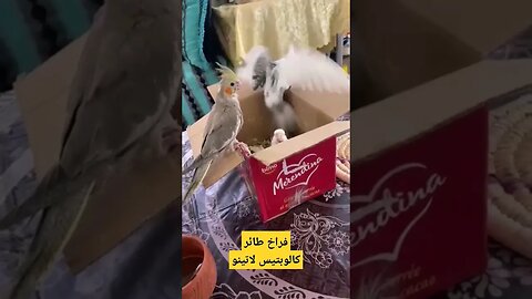 فراخ طائر كالوبتيس لاتينو