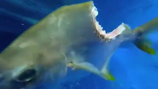 Fish swimming despite massive bite in its body