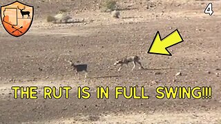 A DESERT MULE DEER HUNT | BIG BUCK IN RUT|