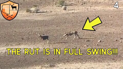 A DESERT MULE DEER HUNT | BIG BUCK IN RUT|