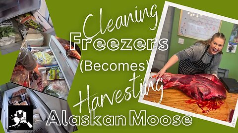 Alaskan Moose Harvest | Cleaning out our freezers | #alaska #moose #harvest #freezer #cleaning