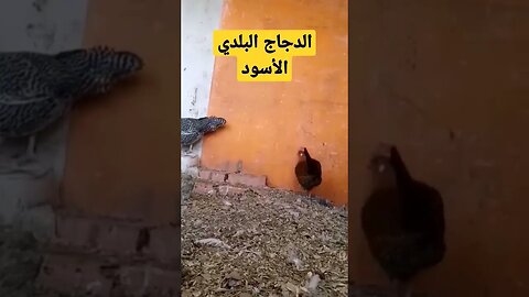 الدجاج البلدي الأسود كيوت روعة