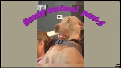 Funny Animal Moments Compilation Funny Pet Moments _ Try Not To Laugh | Part-1