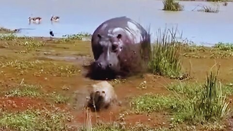 Angry Hippo Chases Hyena After it Bites Him | World Wild Web