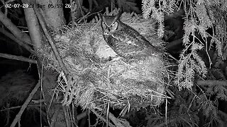 Albert Brings a Mole to The Nest 🦉 02/07/23 05:57