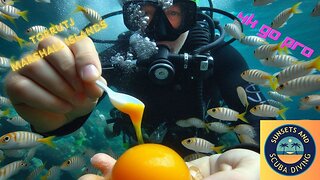 Captivating Torrutj Dive: Egg Yolk Fish Feeding!