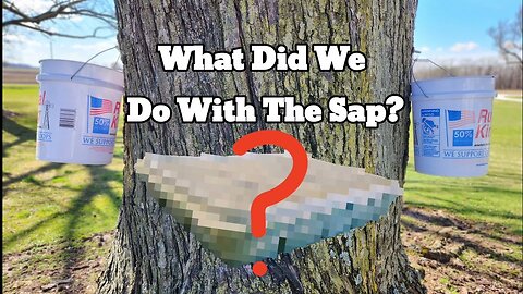 What Can Maple Sap Be Used For? (It's Not Syrup!)