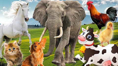 #9 Relax with familiar animals and wild animals Dog, Cat, Cow,Elephant, Mouse, Monkey Animal sounds