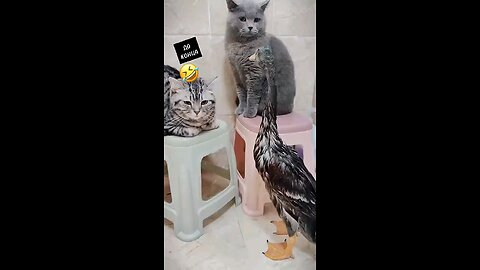 Cat vs Duck Madness | 😹🦆 Hilarious Animal Battle