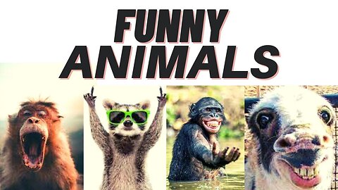 monkey fight | monkey dog fight & laughing | funny monkey videos compilation | ANIMALS SPACE