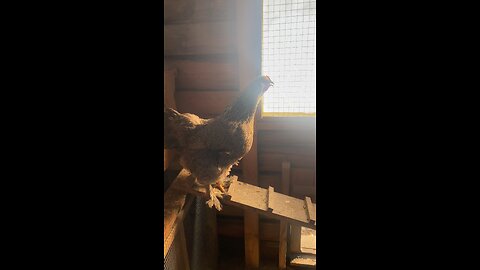 Loud chicken when i kicked her out of the nest
