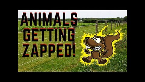 Animal gets Zapped very funny