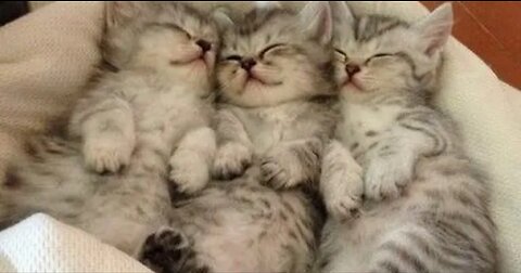 🐈 Angels with a tail! 😺 A selection of funny kittens for a good mood! 😺