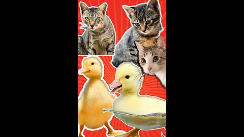 cat 😺 with duck 🦆🤣🤣
