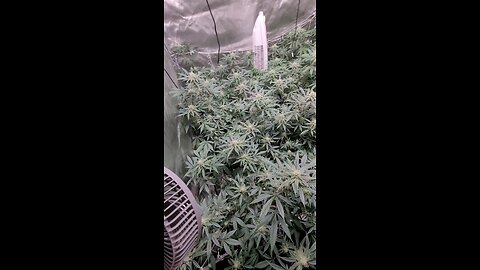 Week 4 Blueberry Muffin