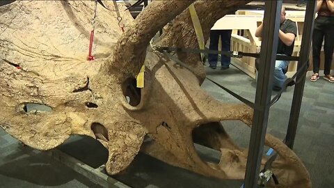 'Big John,' largest documented triceratops skeleton ever discovered, begins arriving at Glazer Children's Museum