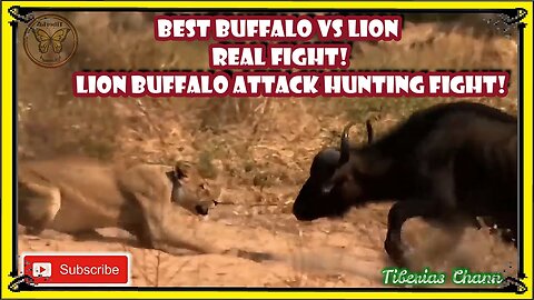 The best buffalo and brave of predators-national geograpic-animal planet- nat geo wild-Survival-Zoo