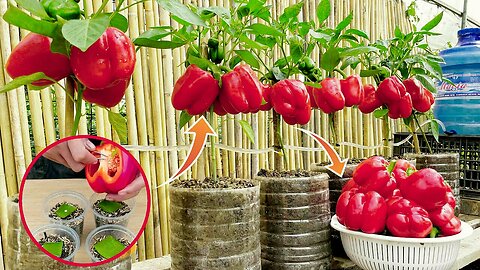 New gardening method, how to propagate bell peppers in aloe vera, growing chili at home is easy