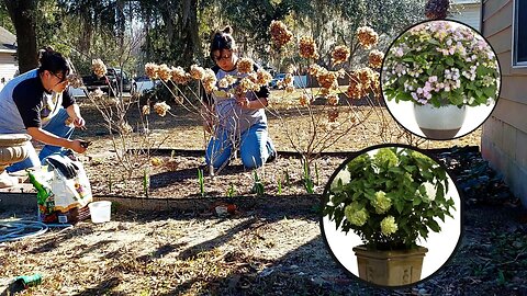 Pruning & Fertilizing Hydrangeas: Limelight and Tiny Tuff Stuff ✂️🌤 || DMA