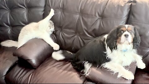 Ragdoll And Cavalier King Charles Are The Cutest Pair