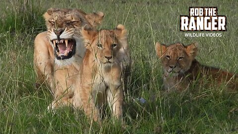 Lioness With Three Cubs | Maasai Mara Safari | Zebra Plains