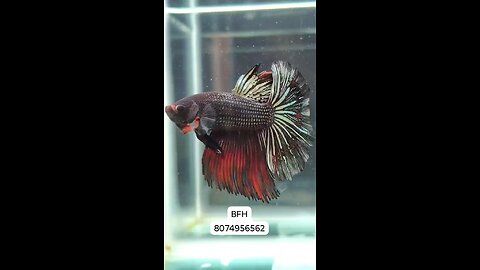 Copper gold Red feather tail OHM breeding pair