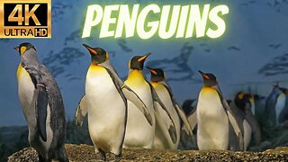Penguins in 4K / Antarctica with BEST RELAXING MUSIC - Rare & Colorful Sea Life Video
