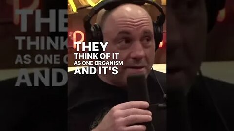 Joe Rogan SLAMS Young Woke Culture