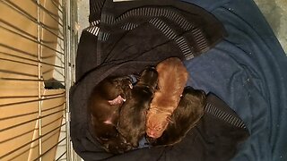 relaxed stable OBI2023 BABY PATTERDALE TERRIERS day 6 Irish bull&terrierfell BSL puppies pups puppy