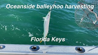 Oceanside balleyhoo harvesting in the Florida Keys