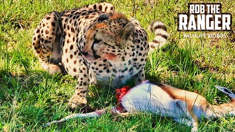 Cheetah Eating A Gazelle | Maasai Mara Safari | Zebra Plains