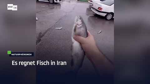Es regnet Fisch in Iran