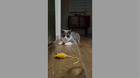 cat playing